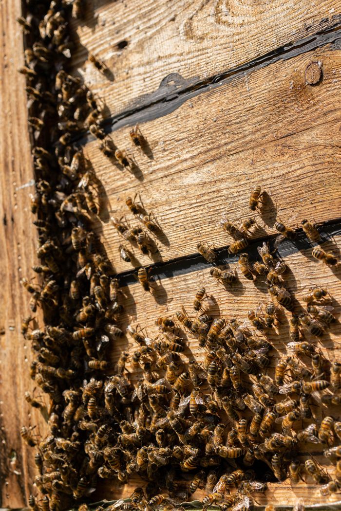 Close-up of a swarm of bees on a wooden beehive in natural sunlight.