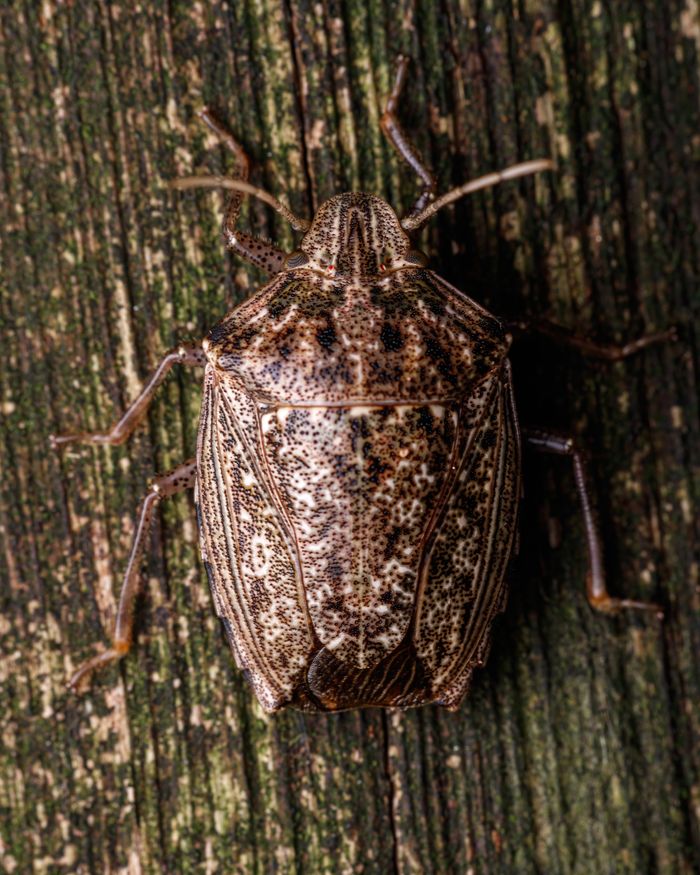 Detailed close-up of a brown marmorated stink bug (Halyomorpha halys) on wood surface.