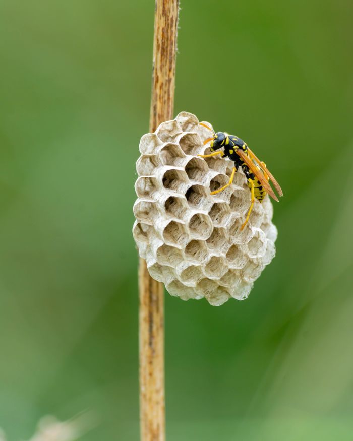 A European paper wasp tending to its nest on a branch outdoors.