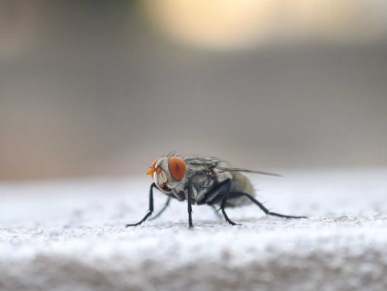 Detailed macro photograph of a housefly showing its compound eyes and textured body.